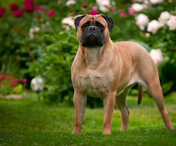 Бійцівські породи собак