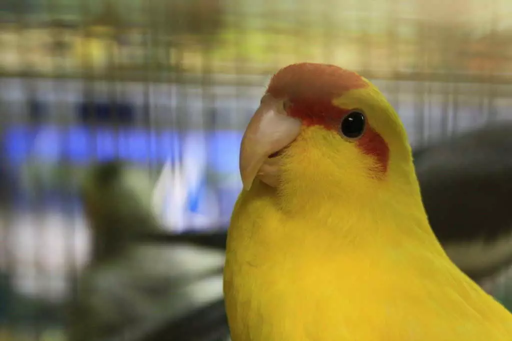 Папуга Какарік