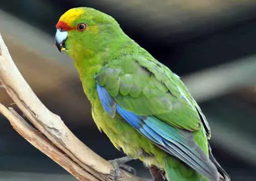 Папуга Какарік