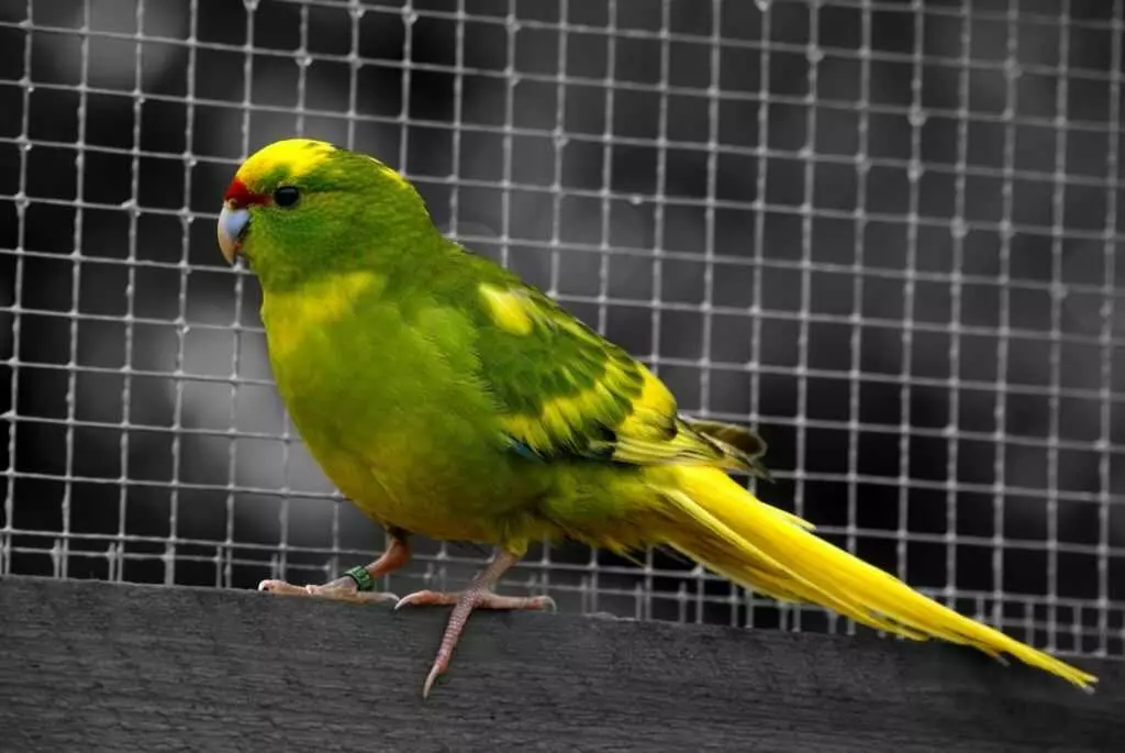 Папуга Какарік