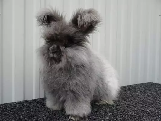 Декоративні кролики