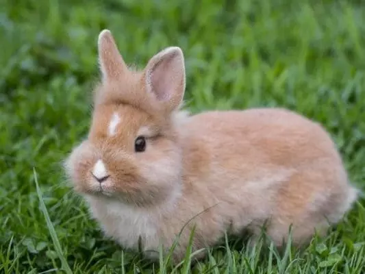 Декоративні кролики