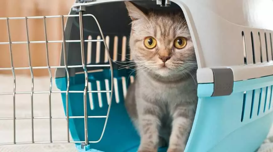 Правила перевезення тварин