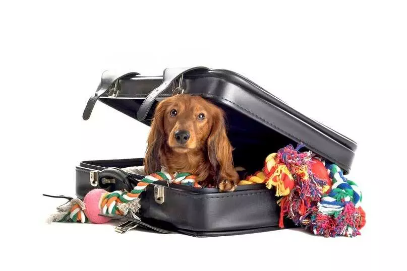 Правила перевезення тварин