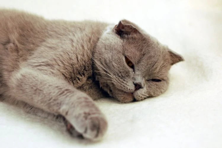 Блювота у кота