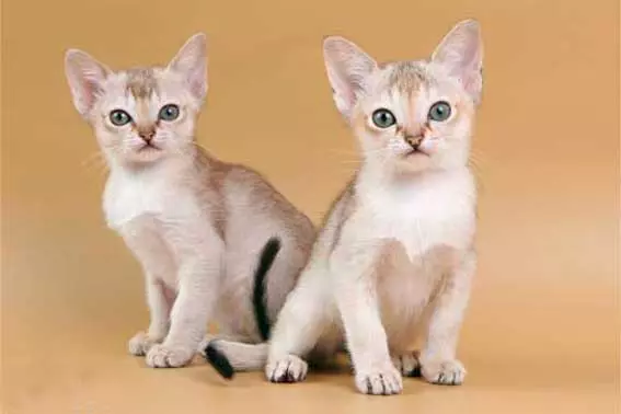 Найменша порода котів