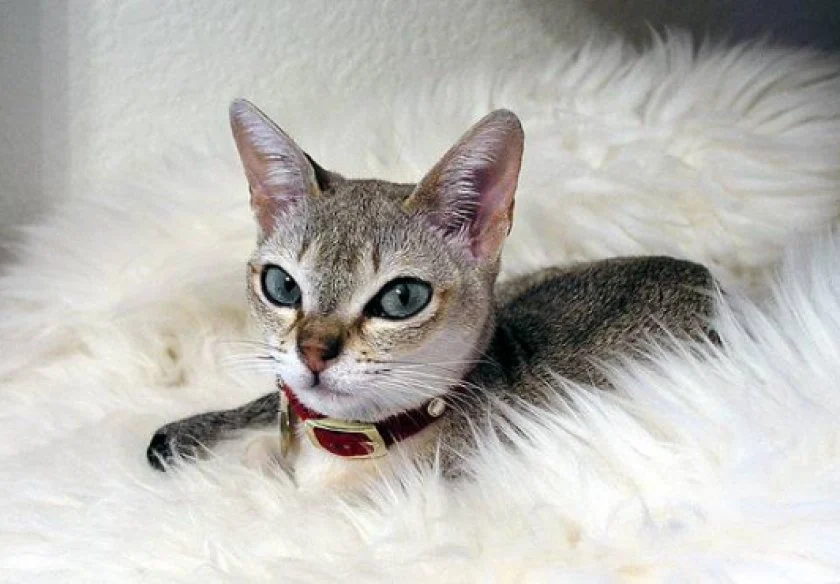 Найменша порода котів