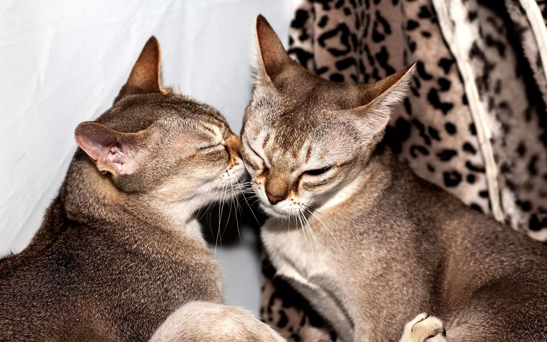 Найменша порода котів