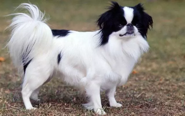 Найкрасивіша порода собак