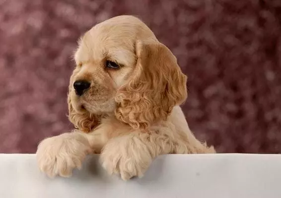 Найкрасивіша порода собак