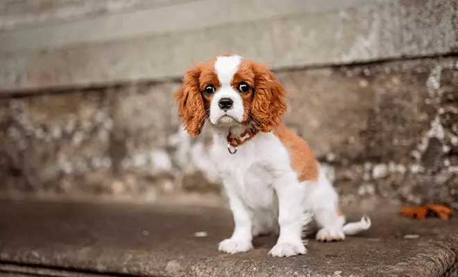 Найкрасивіша порода собак