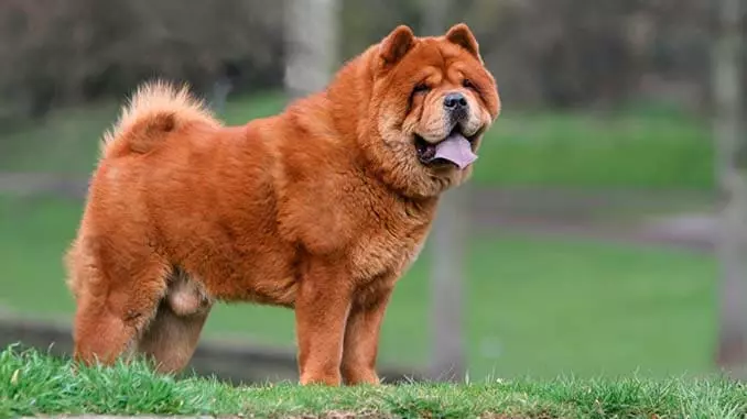 Найкрасивіша порода собак