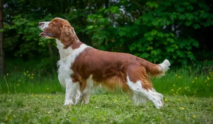 Найкрасивіша порода собак