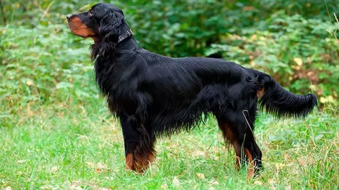 Найкрасивіша порода собак