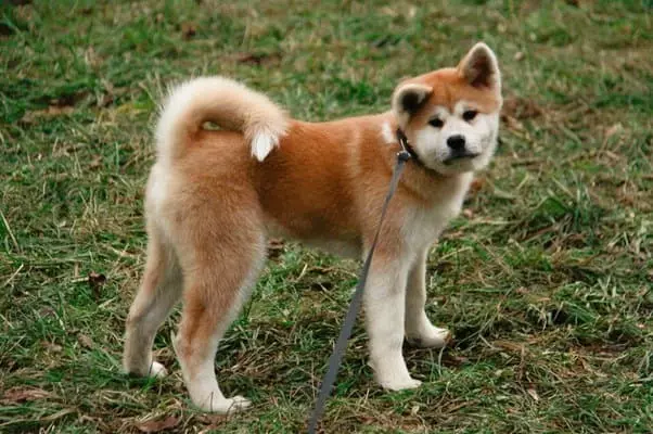 Найкрасивіша порода собак