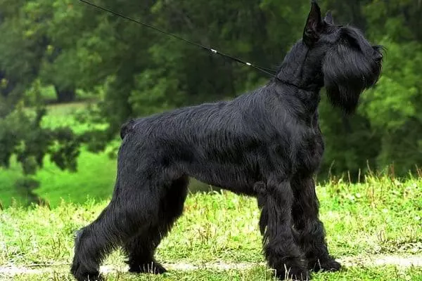 Найкрасивіша порода собак