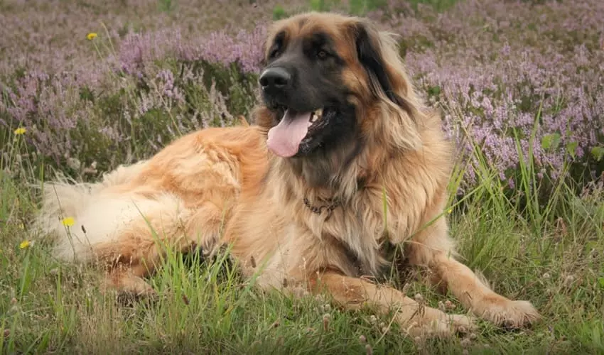 Найкрасивіша порода собак