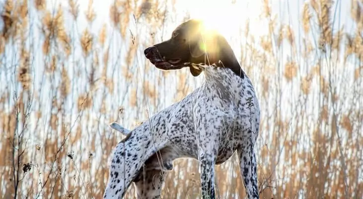 Найкрасивіша порода собак