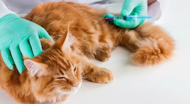 Як зробити укол коту