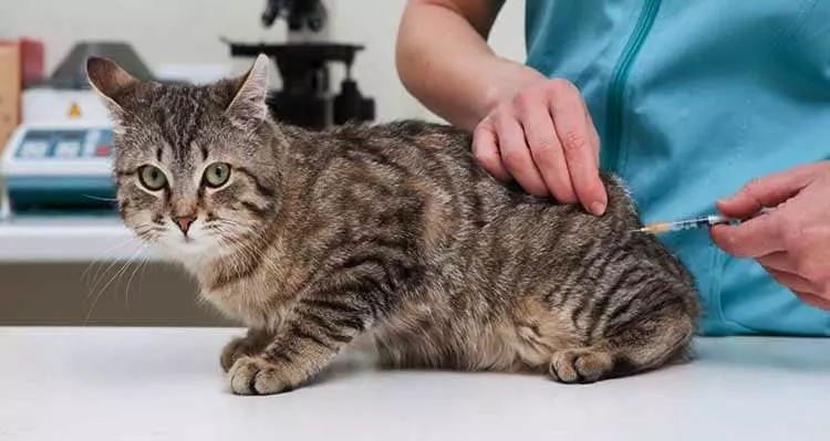 Вушний кліщ у котів