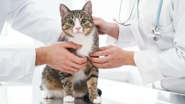 Вушний кліщ у котів