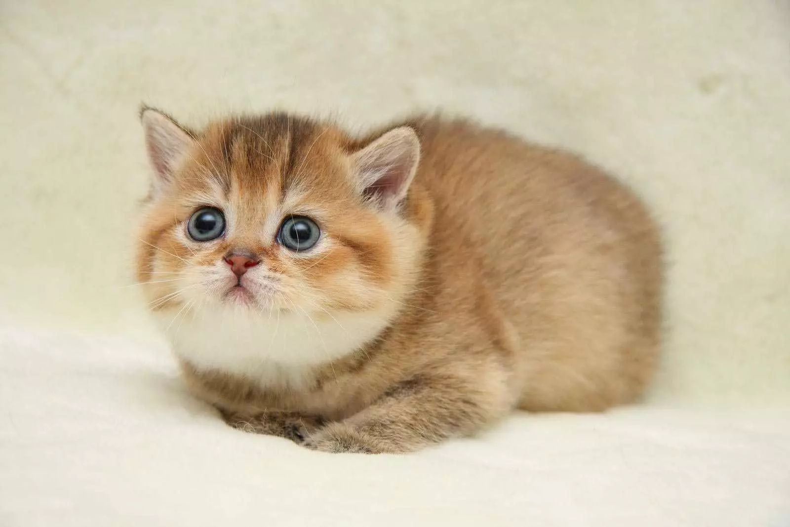 Глисти у котів