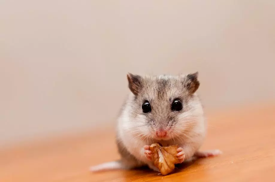 Скільки років живуть хомʼяки в домашніх умовах