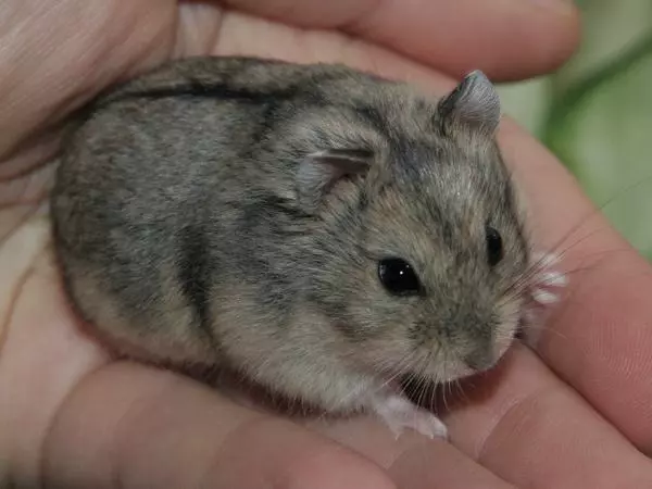 Скільки років живуть хомʼяки в домашніх умовах