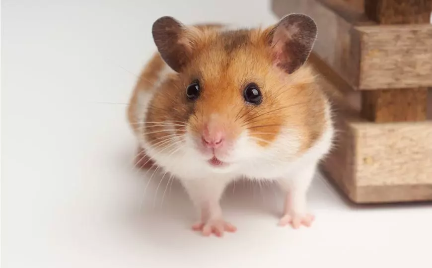 Скільки років живуть хомʼяки в домашніх умовах