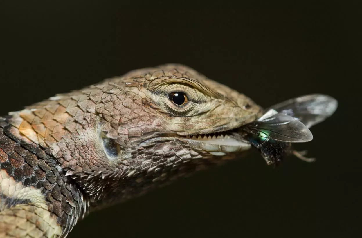 Чим можна годувати ящірку