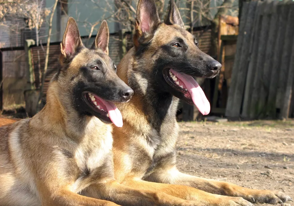 Бельгійська вівчарка Малінуа