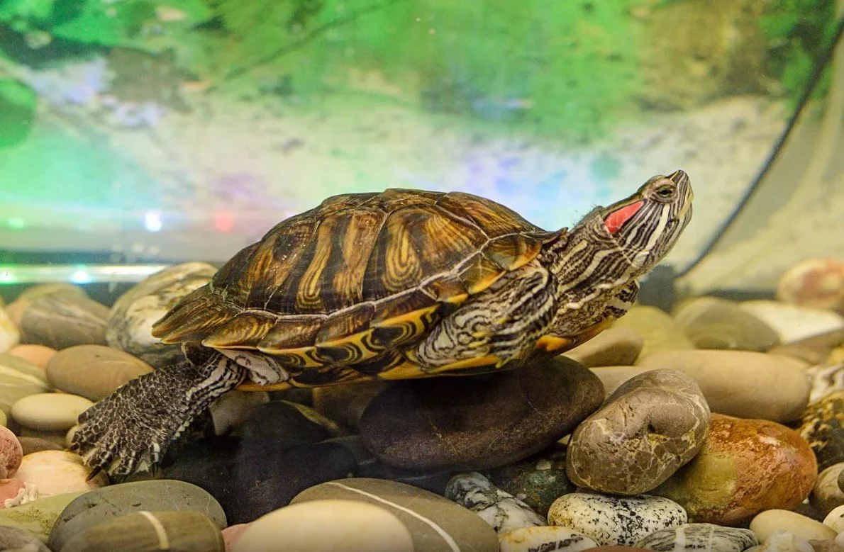 Чим годувати червоновухих черепах