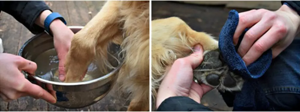 Як мити собаку після прогулянки