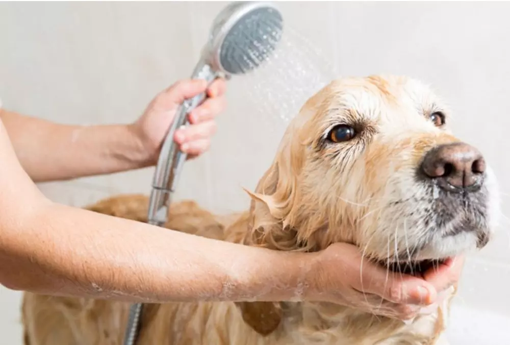 Як мити собаку після прогулянки