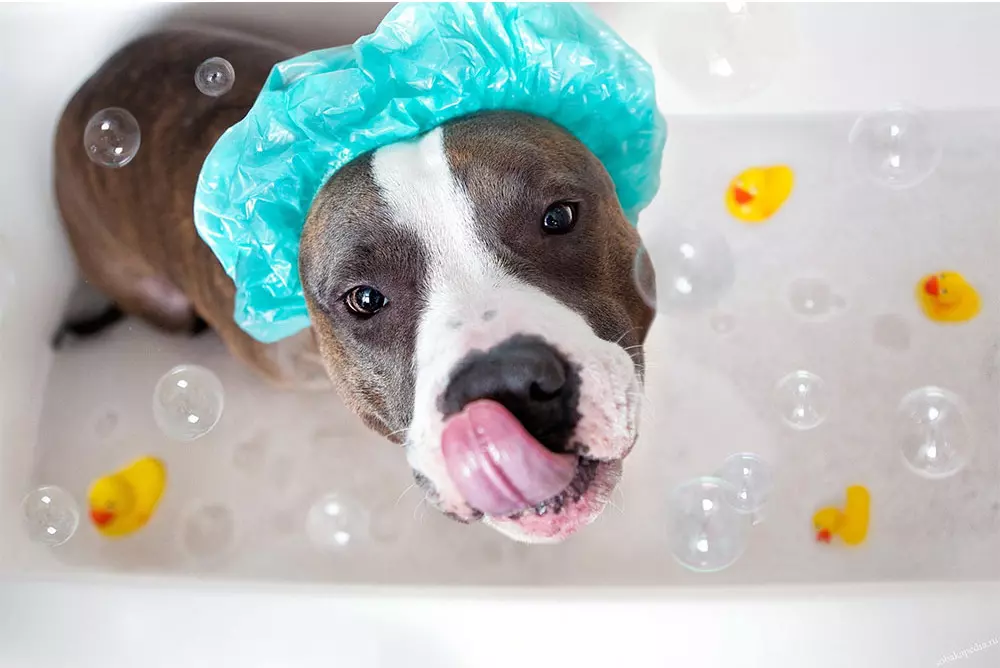 Як мити собаку після прогулянки