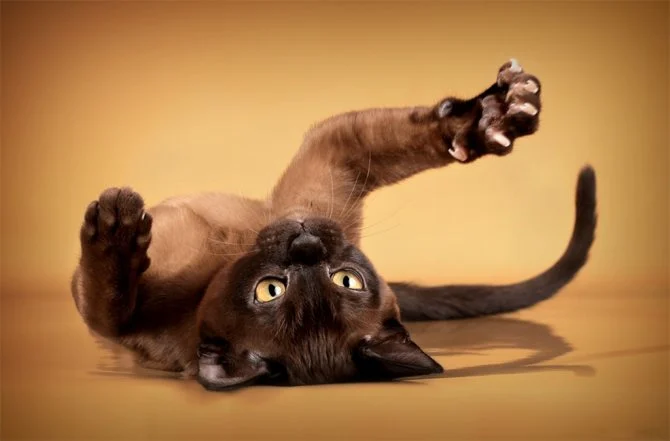 Як правильно підстригти кігті кішці