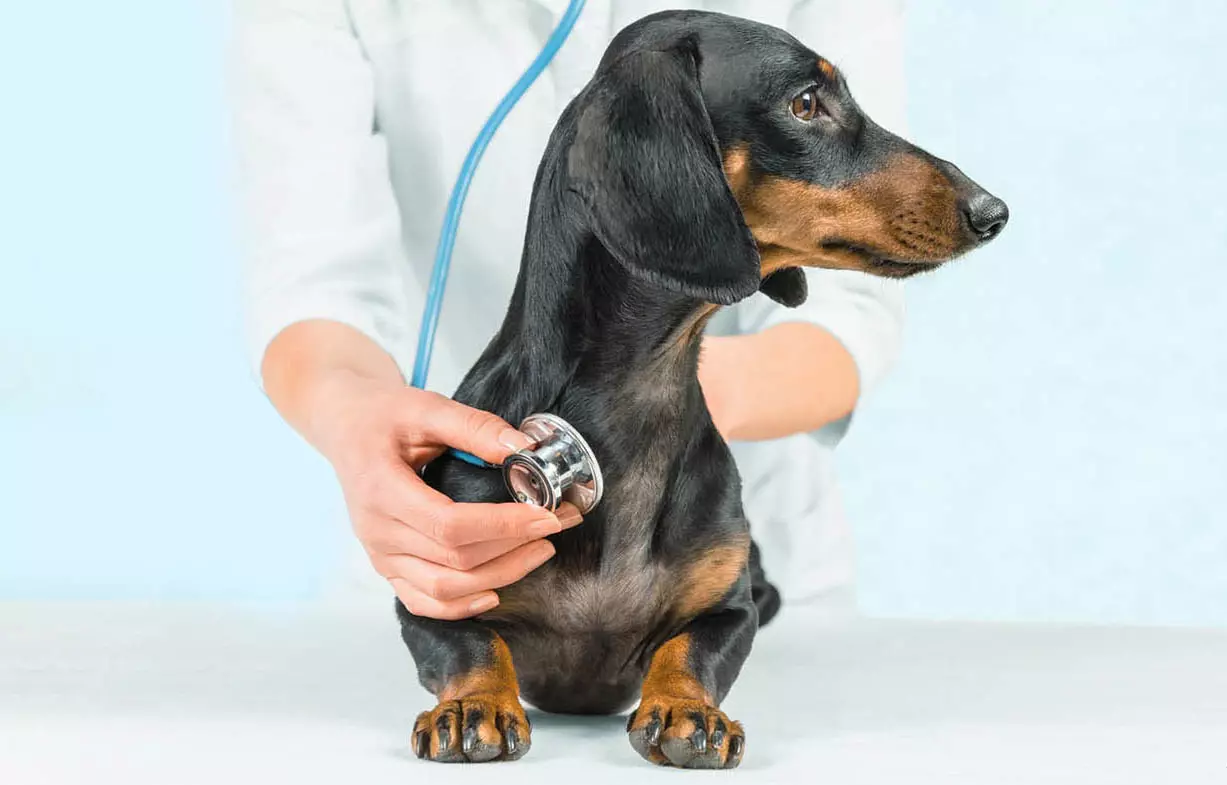 Як лікувати кашель у собак