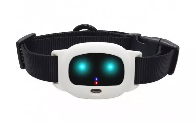 Як знайти собаку якщо вона загубилася Як знайти собаку якщо вона загубилася