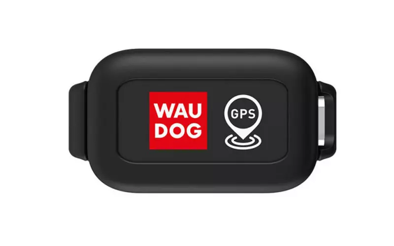 Як знайти собаку якщо вона загубилася Як знайти собаку якщо вона загубилася