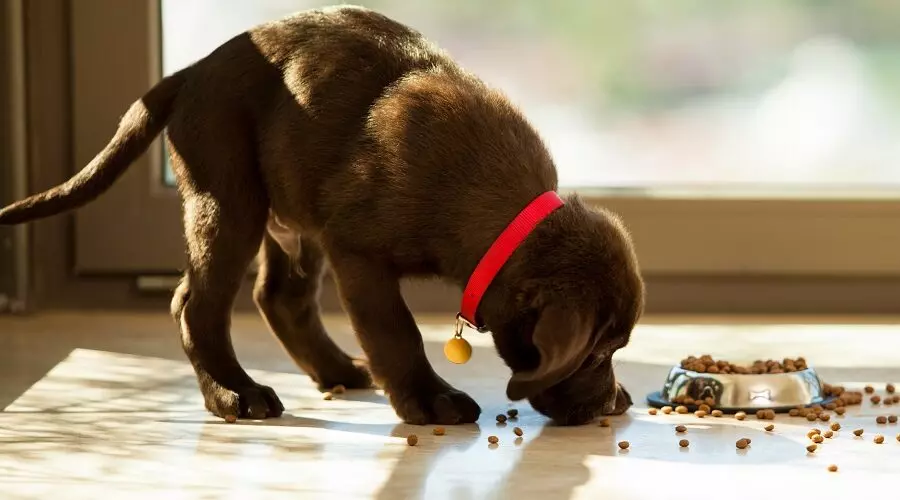 Чому цуценятам потрібен спеціальний корм