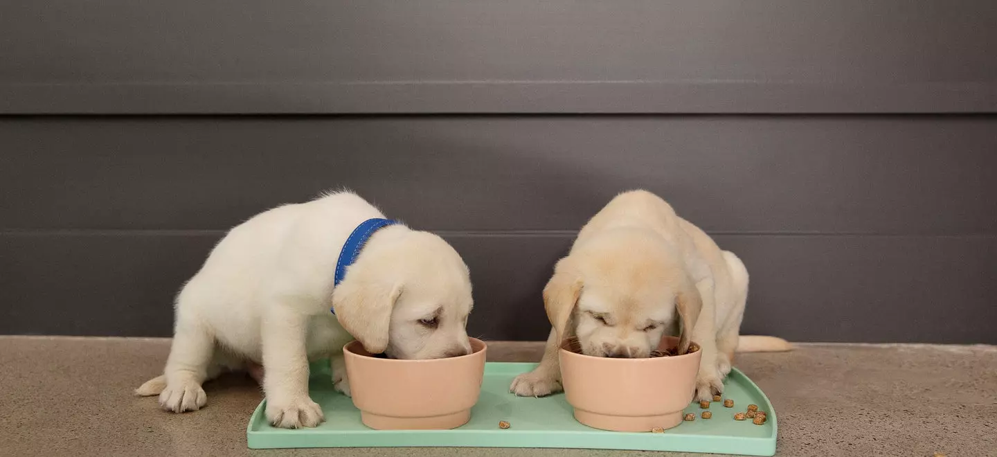 Чому цуценятам потрібен спеціальний корм