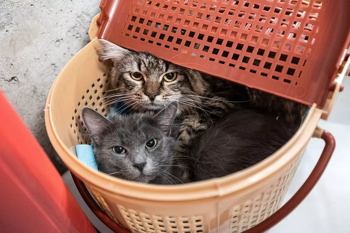 Вихованець в умовах війни: як заспокоїти, що зібрати в дорогу