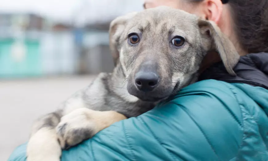Допомога тваринам під час війни