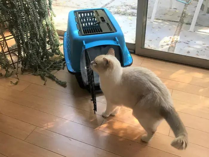 Перші покупки для кота