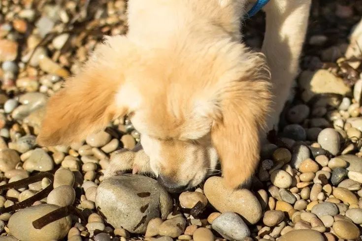 Правила безпеки для тварин
